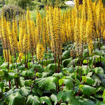 Języczka Przewalskiego