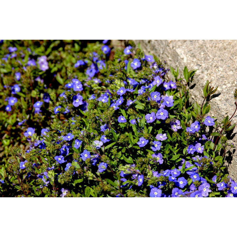 Byliny zadarniające przetacznik