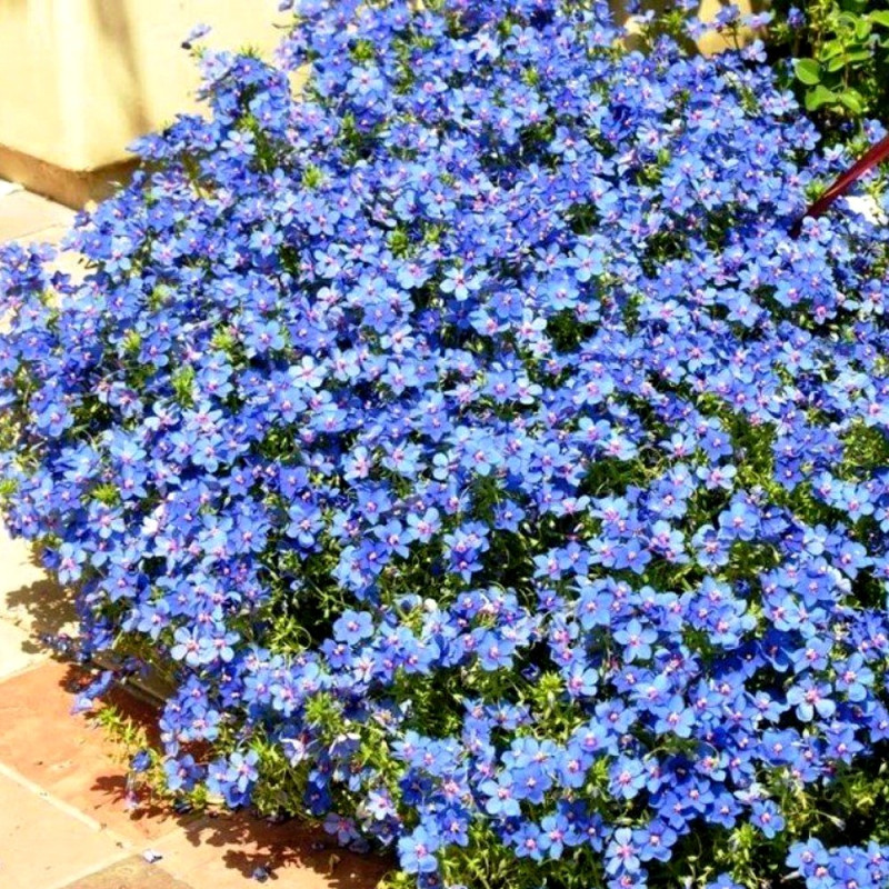 Byliny niskie przetacznik