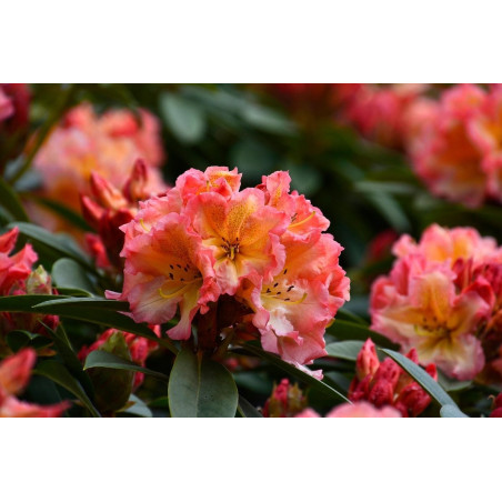 Różanecznik scyphocalix