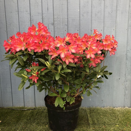 Różanecznik scyphocalix cena