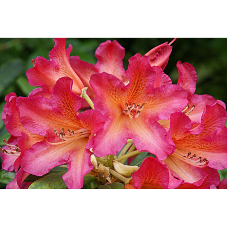 Różanecznik scyphocalix sklep