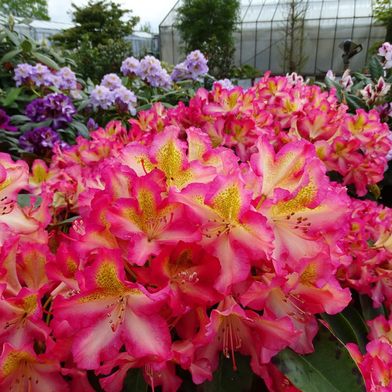 Różanecznik scyphocalix