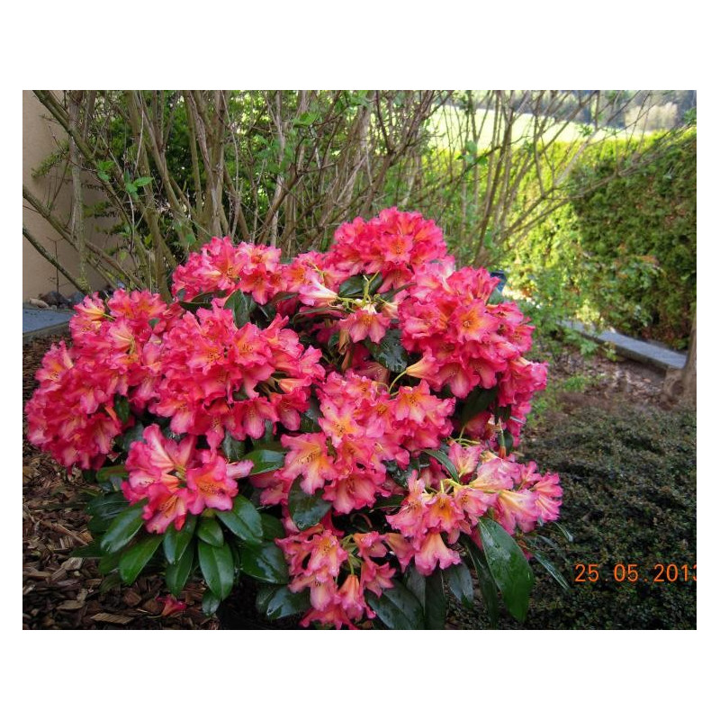 Różanecznik scyphocalix