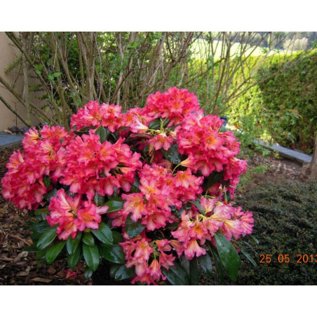 Różanecznik scyphocalix