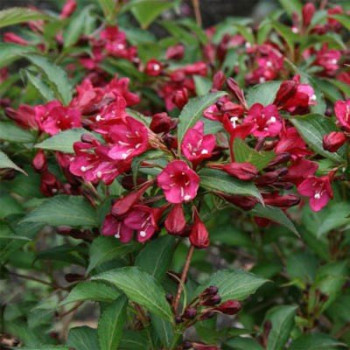 Krzewuszka cudowna "Eva Rathke"