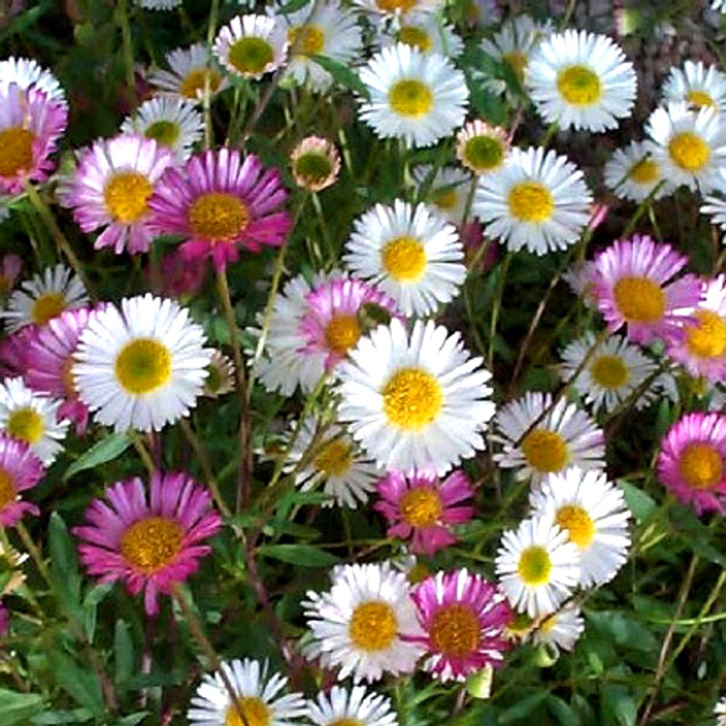 Przymiotno Karwińskiego