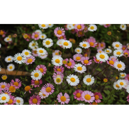 Przymiotno Karwińskiego