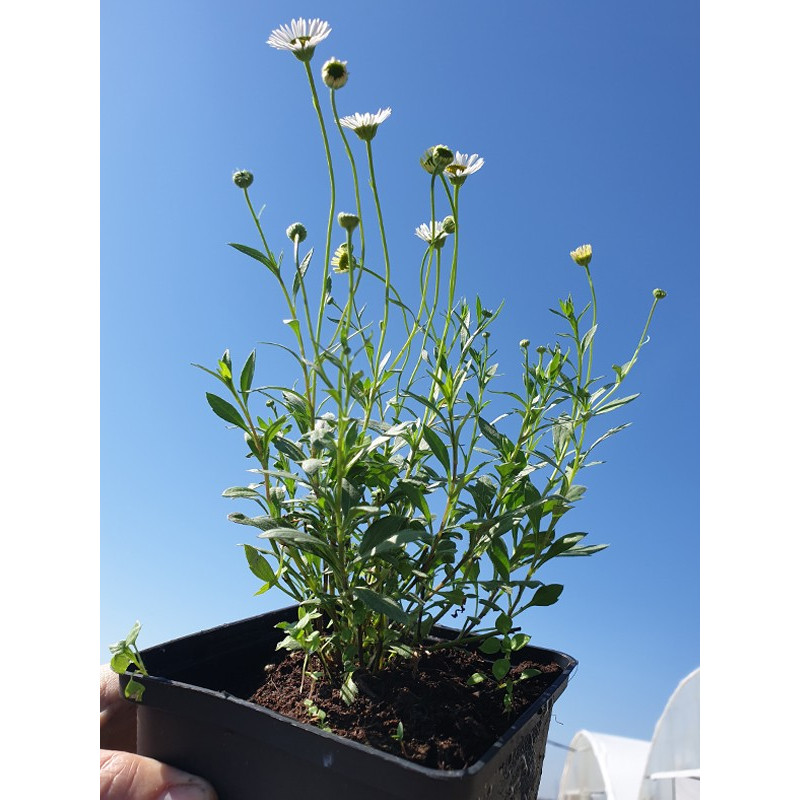 Przymiotno Karwińskiego cena