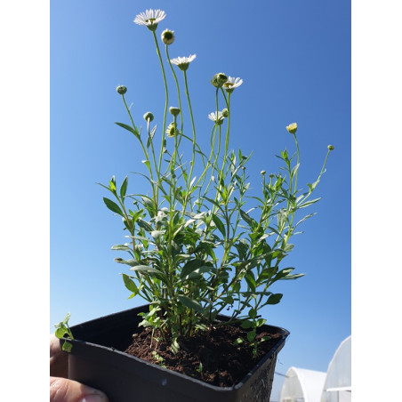 Przymiotno Karwińskiego cena