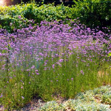 Werbena patagońska byliny