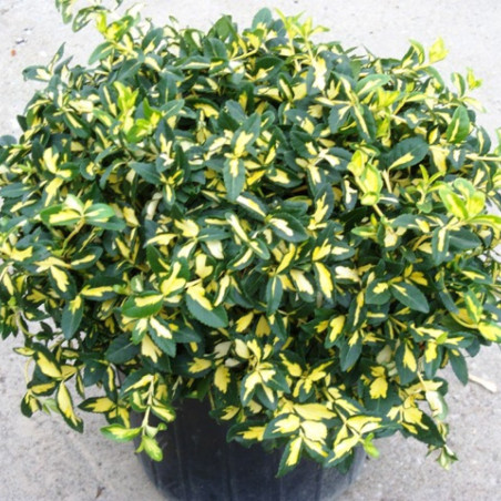 Trzmielina zimozielona