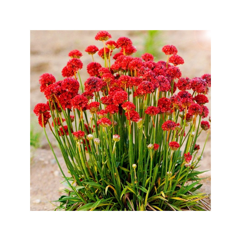 Zawciąg szerokolisty sklep