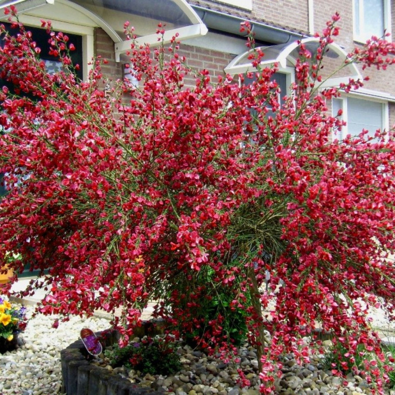 Żarnowiec miotlasty boskoop ruby