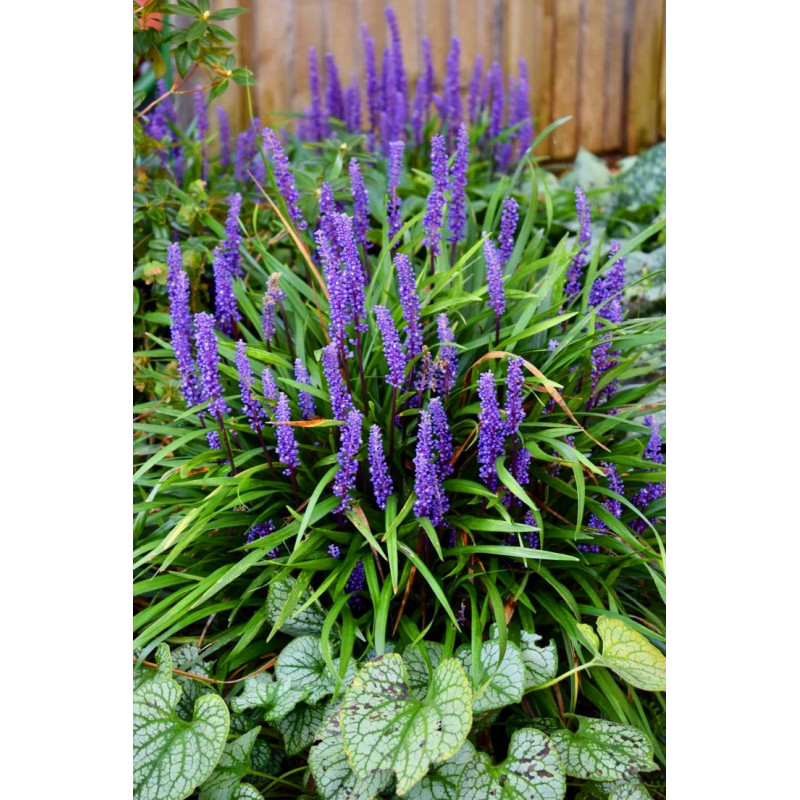 Liriope szafirkowe sklep online