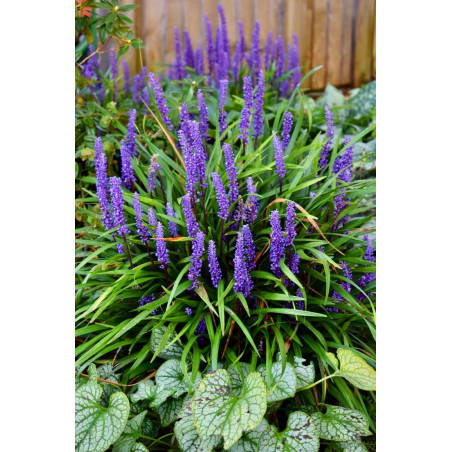 Liriope szafirkowe sklep online