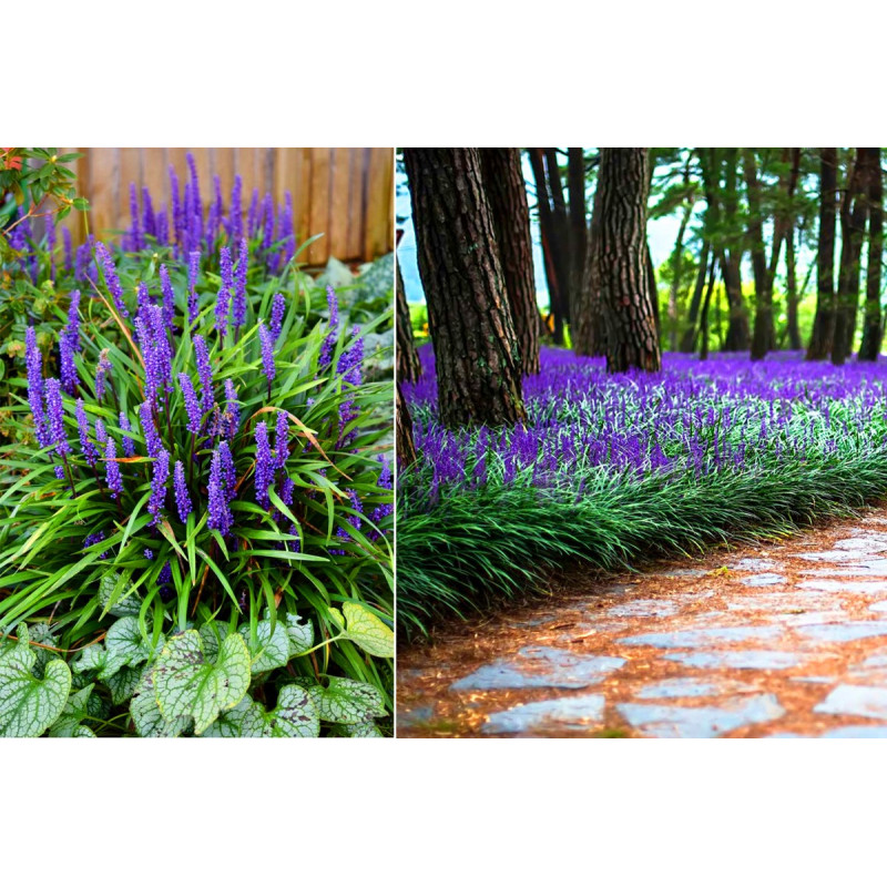 Liriope szafirkowe Blig Blue