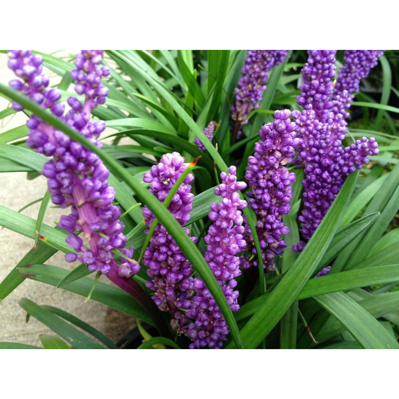 Liriope szafirkowe sklep