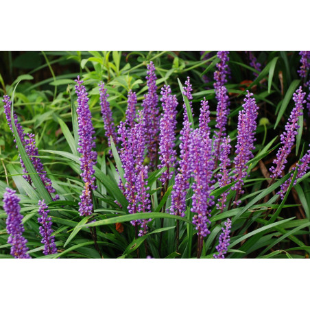 Liriope szafirkowe Blig Blue
