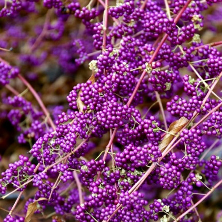 Pięknotka bodiniera