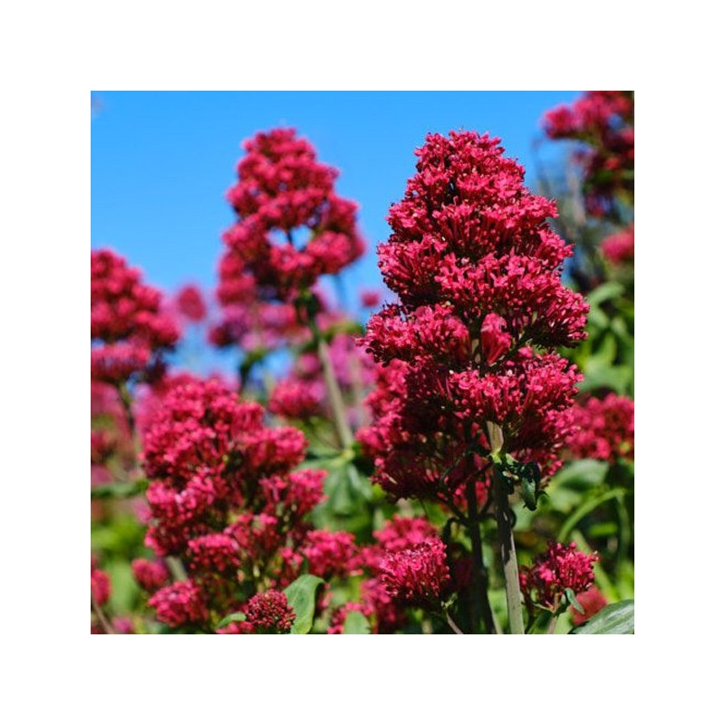 byliny wysokie ostrogowiec