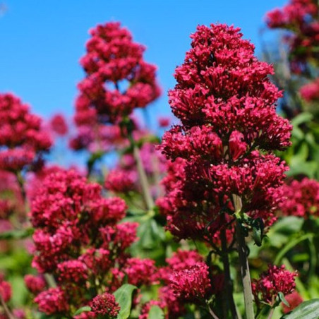 byliny wysokie ostrogowiec