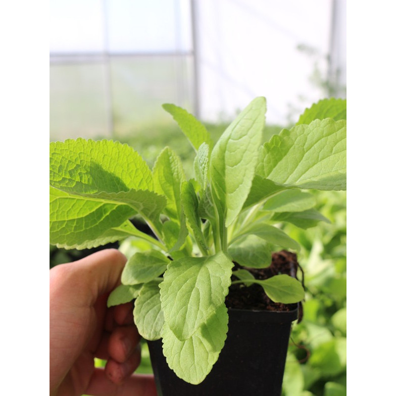 Ostrogowiec coccineus