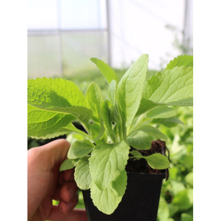 Ostrogowiec coccineus