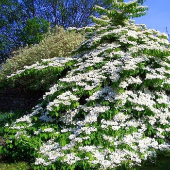 Kalina japońska tomentosum