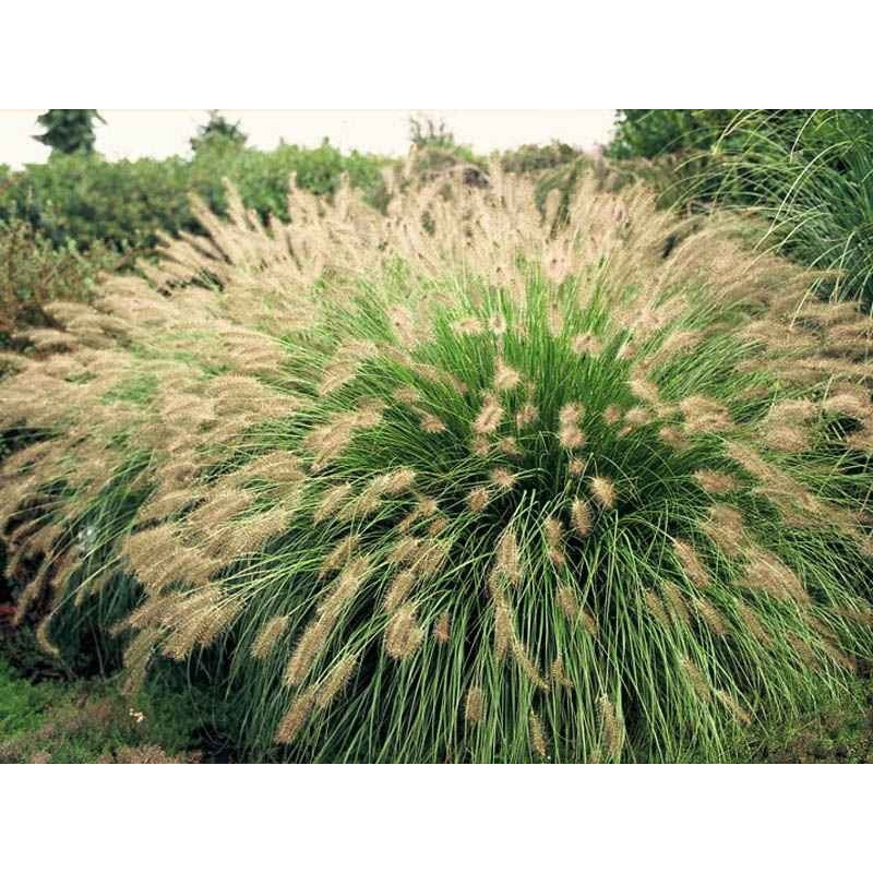 Rozplenica wąskolistna sklep