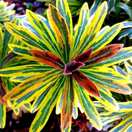 Wilczomlecz Acot Rainbow