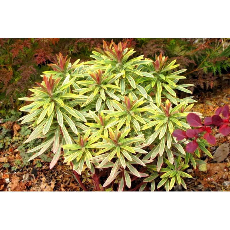 Wilczomlecz Acot Rainbow