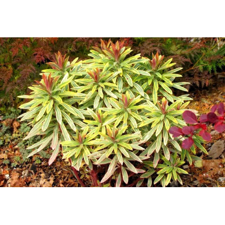 Wilczomlecz Acot Rainbow