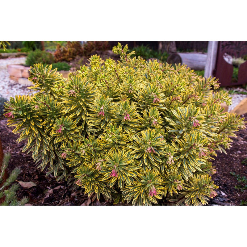 Wilczomlecz Acot Rainbow