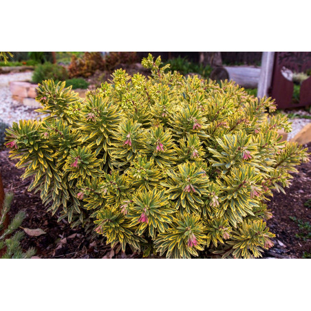 Wilczomlecz Acot Rainbow