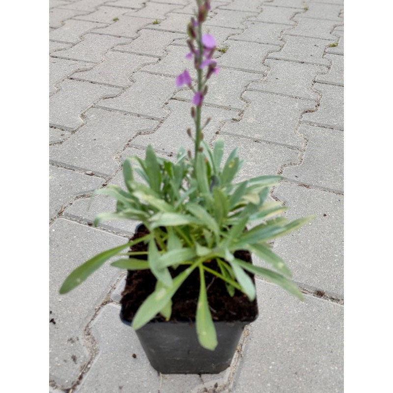 Pszonak śródziemnomorski sadzonka