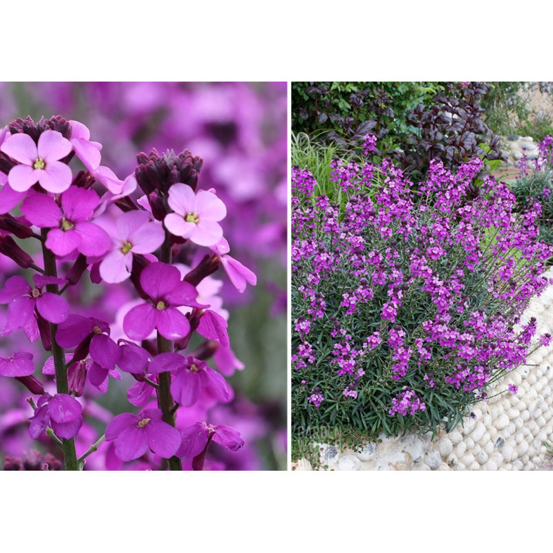 Pszonak śródziemnomorski