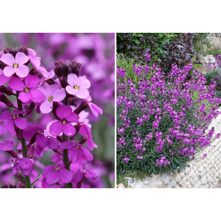 Pszonak śródziemnomorski