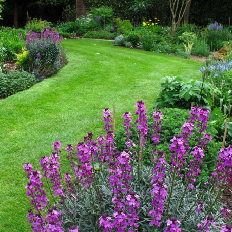 Pszonak śródziemnomorski