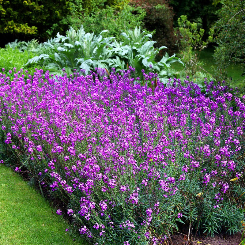 Pszonak śródziemnomorski