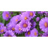 Aster krzaczasty Alpha