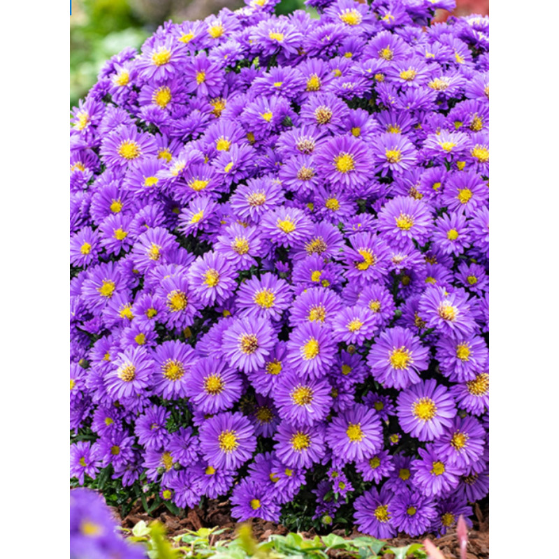 Aster krzaczasty Alpha