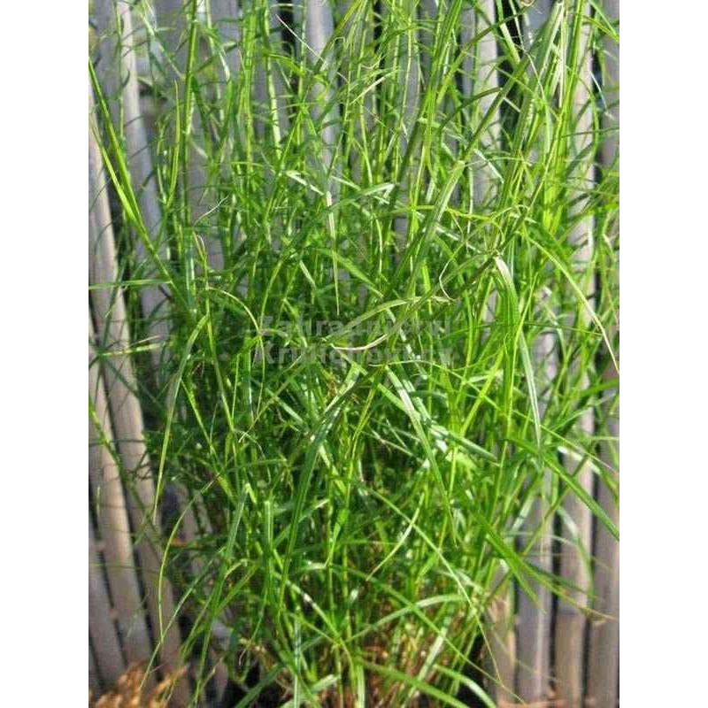 Turzyca Palmowa Little Midge