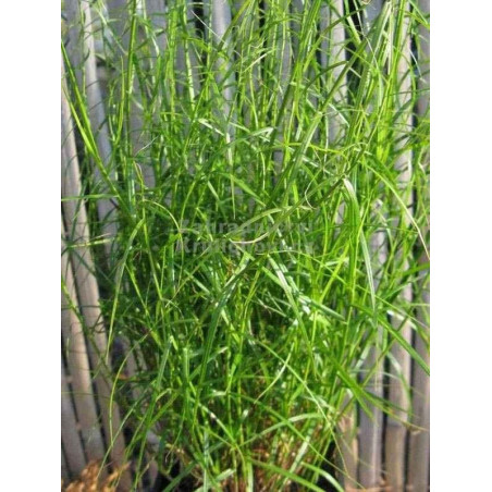 Turzyca Palmowa Little Midge