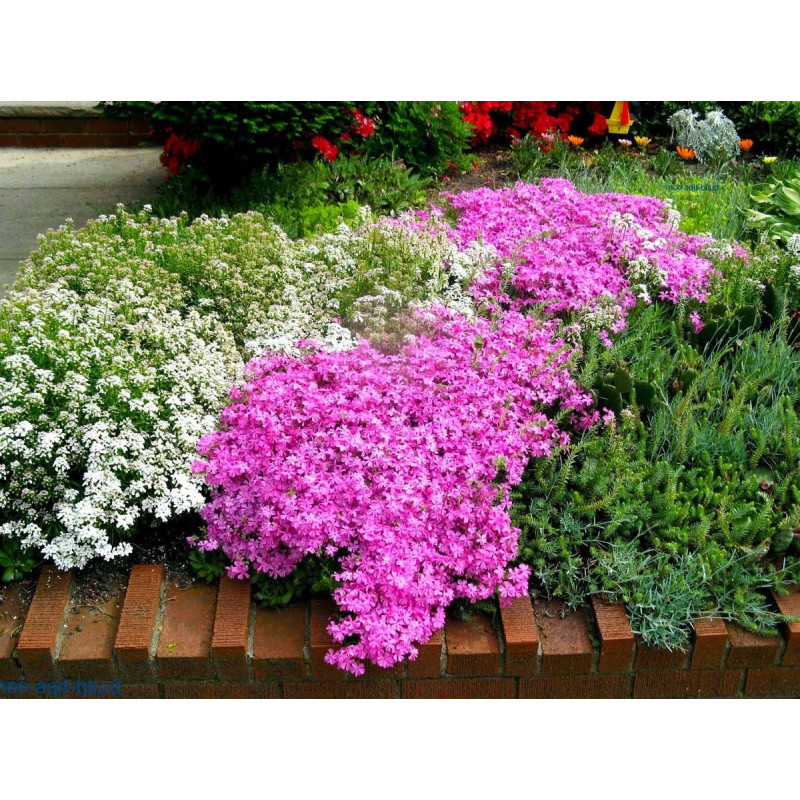 Floks szydlasty sadzonki