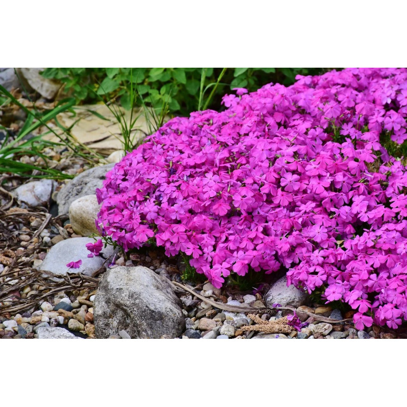 Floks szydlasty sklep