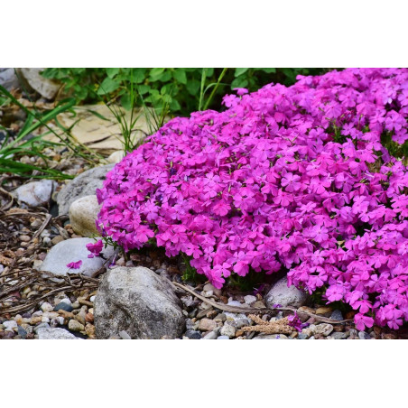 Floks szydlasty sklep