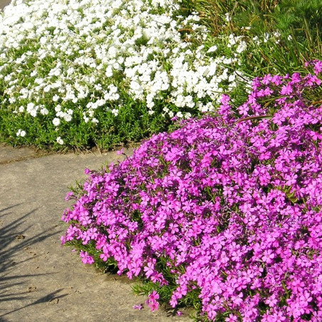 Floks szydlasty cena