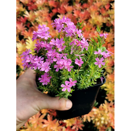 Floks szydlasty sadzonka