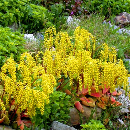 chiastofil bylina wieloletnia